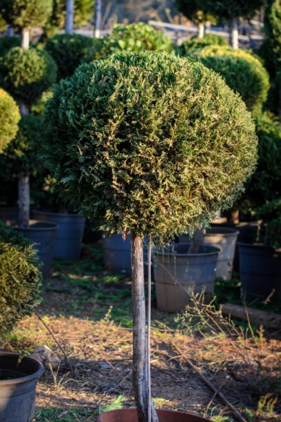 Туя Колумна с шаровидной кроной на штамбе.